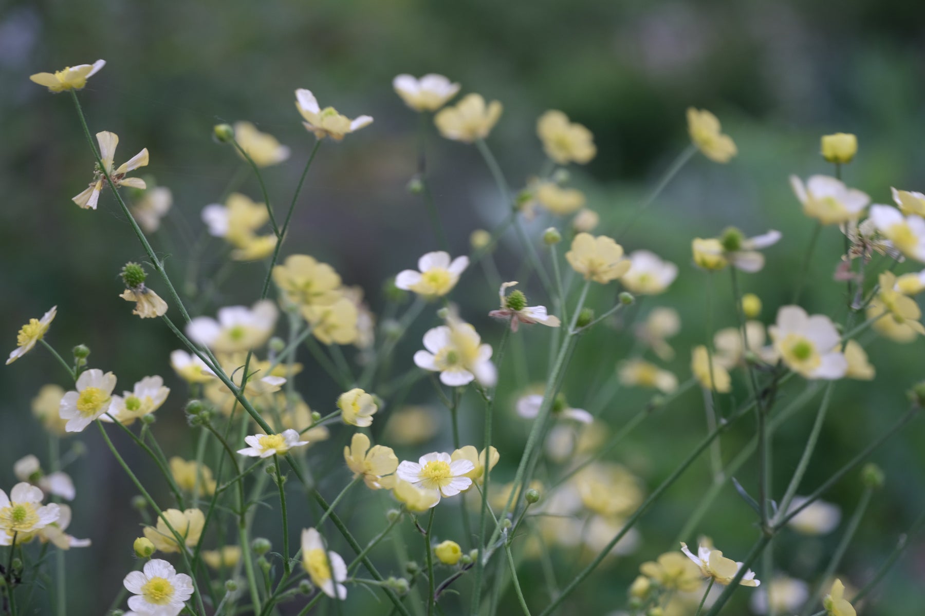 creamy yellow  
Ranunculus acris &
