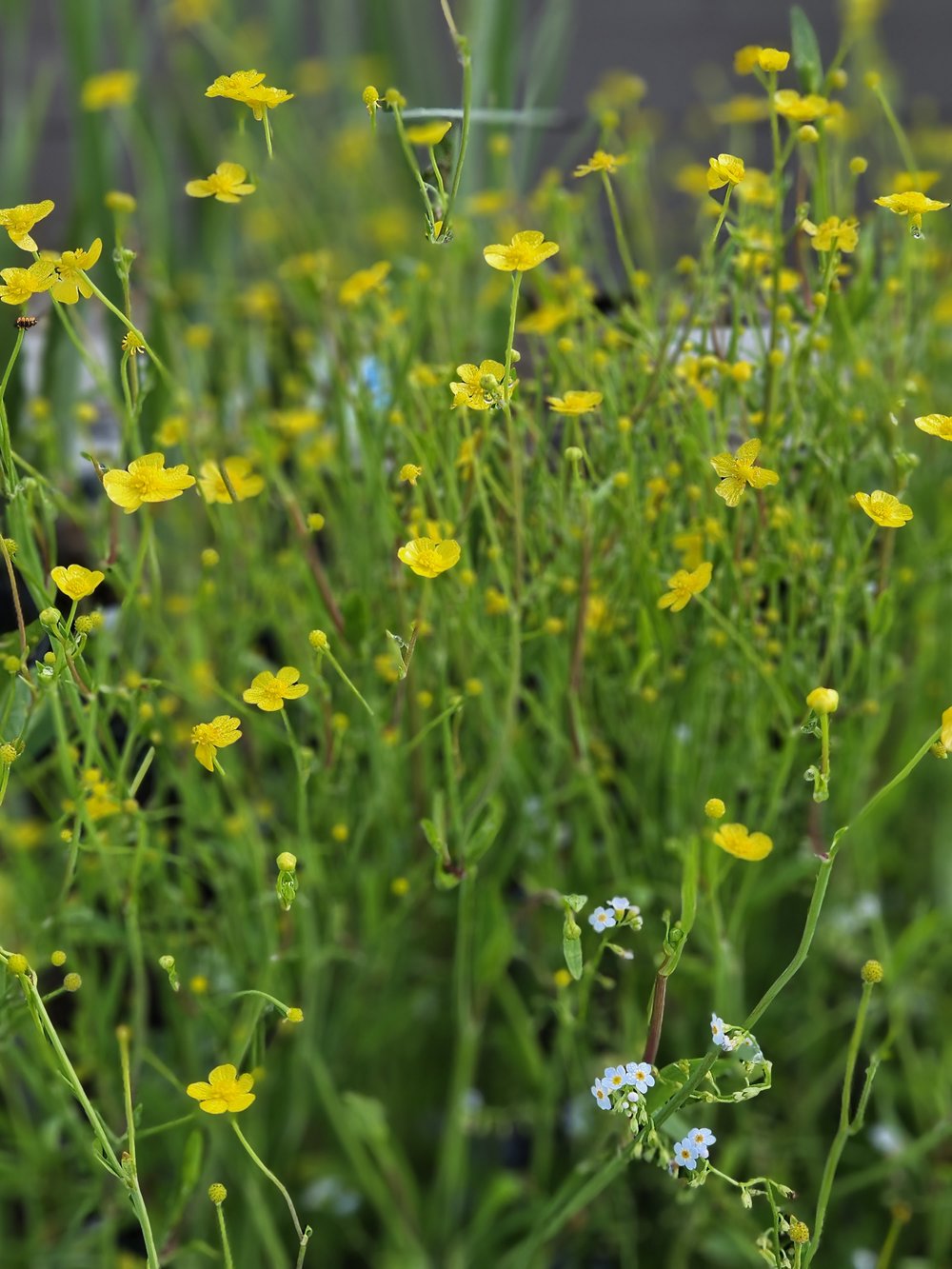 Ranunculus lingua &