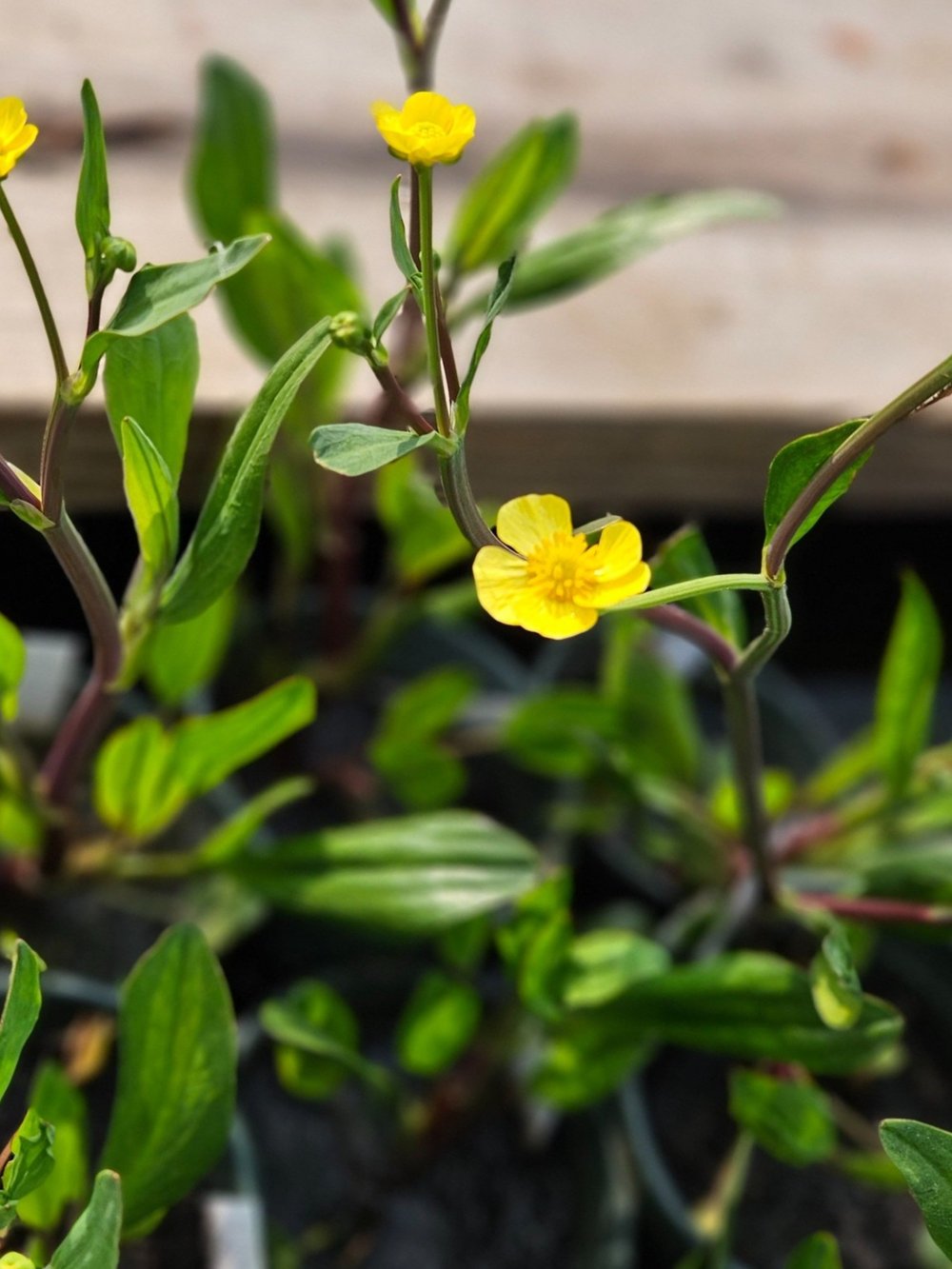 Ranunculus lingua &