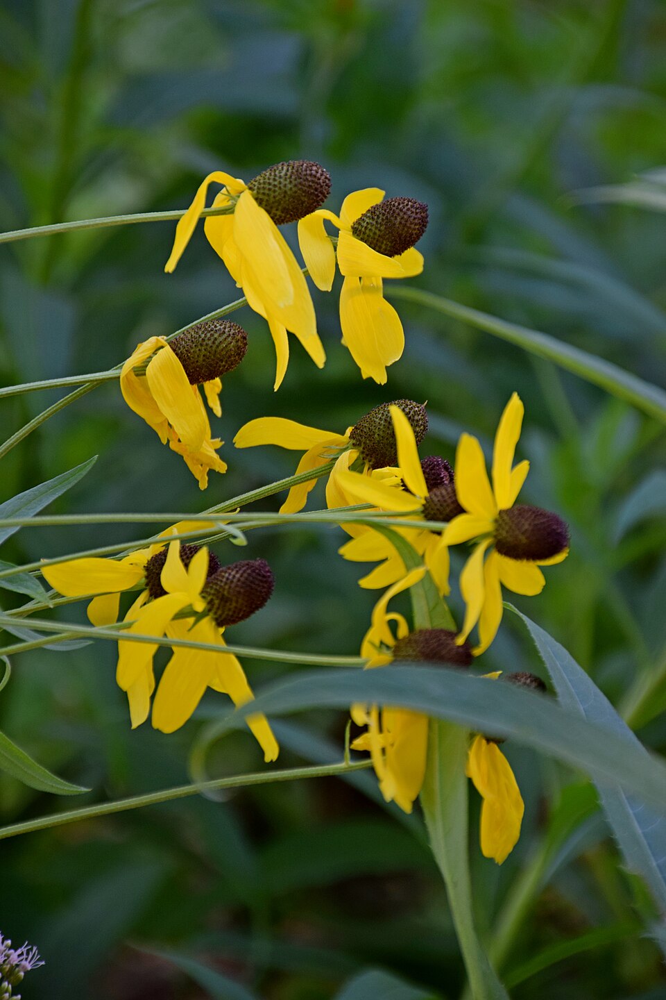 Yellow Ratibida pinnata, commonly known as drooping coneflower, flowers with green leaves on a blurred natural background