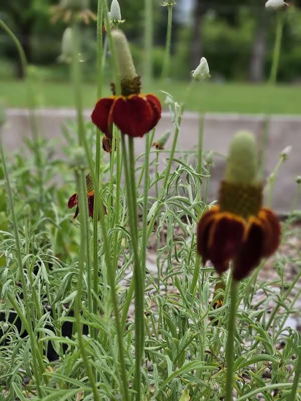 Ratibida columnifera f. pulcherrima (Mexican hat)