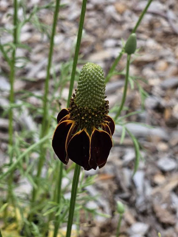 Ratibida columnifera f. pulcherrima (Mexican hat) single bloom