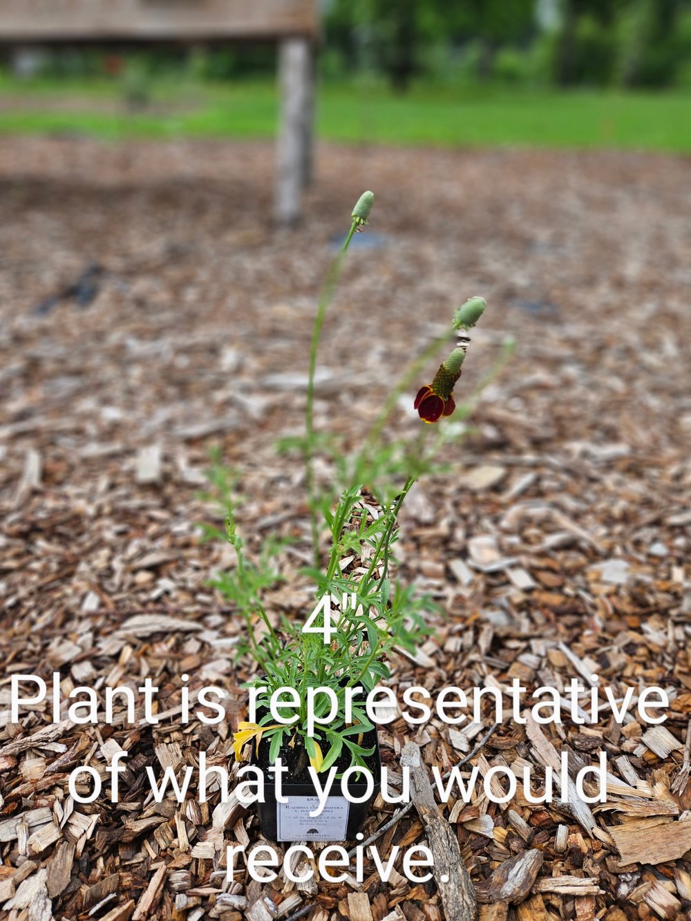 Ratibida columnifera f. pulcherrima (Mexican hat) sale size at The Old Dairy Nursery