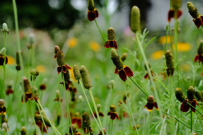 Red, gold and green flowers of Ratibida columnifera f. pulcherrima, commonly known as Mexican Hat, in a field with yellow flowers on a green background.