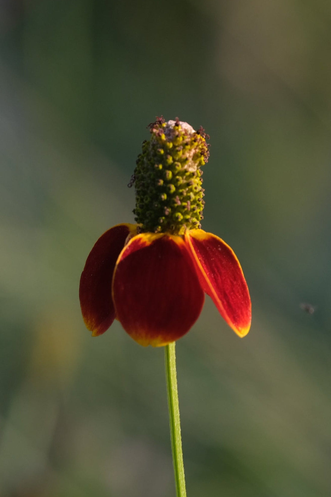 Red, gold and green flower of Ratibida columnifera f. pulcherrima, commonly known as Mexican Hat, against a blurred green background. 