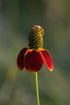 Red, gold and green flower of Ratibida columnifera f. pulcherrima, commonly known as Mexican Hat, against a blurred green background. 