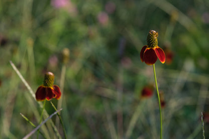 Red, gold and green flowers of Ratibida columnifera f. pulcherrima, commonly known as Mexican Hat, against a blurred green background. 