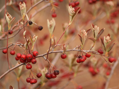 Branch of red Aronia arbutifolia, commonly known as red chokeberry, berries with a blurred background