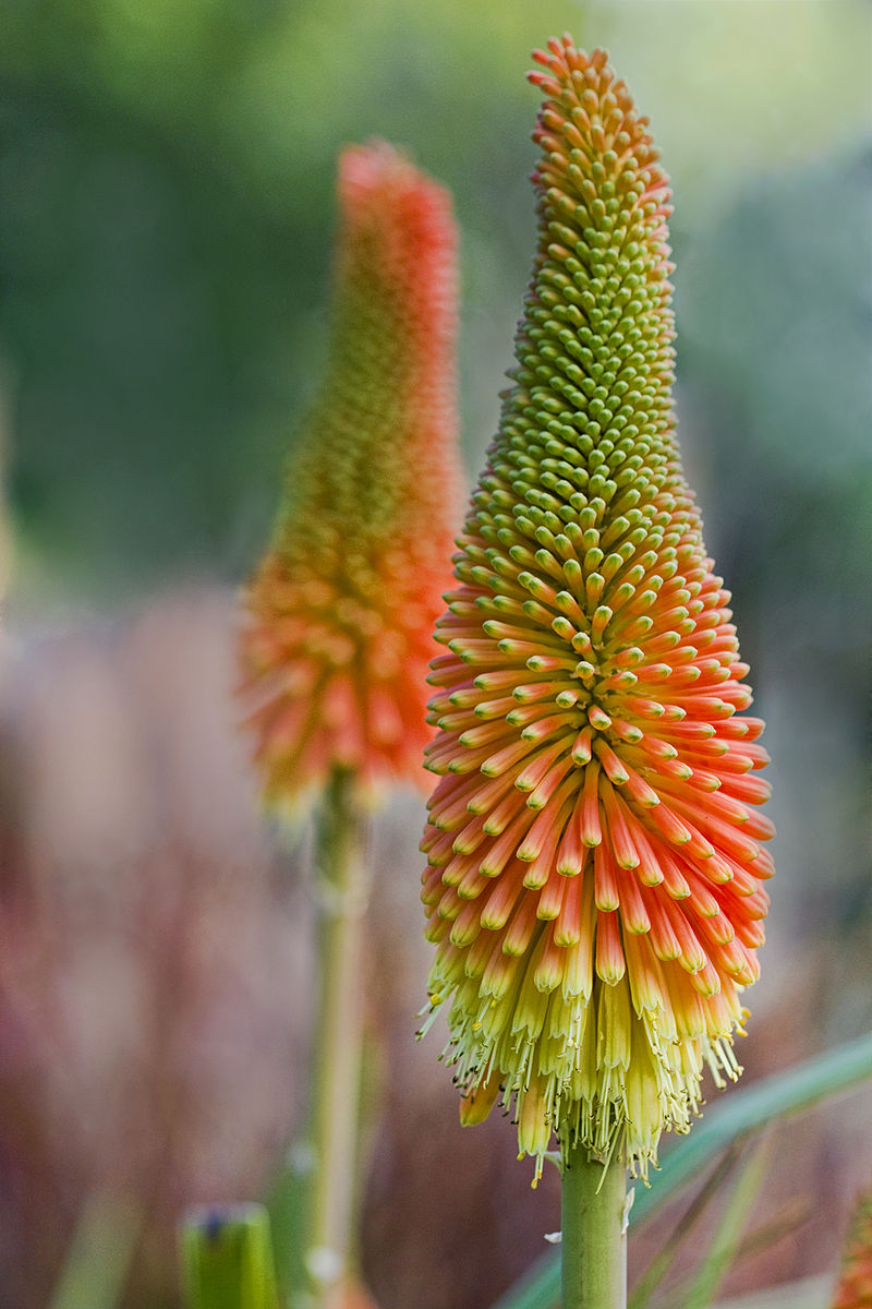 Kniphofia uvaria &