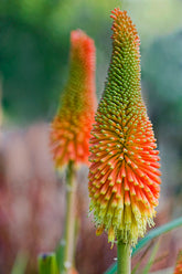 Kniphofia uvaria &