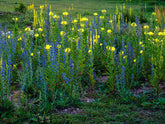 Field of flowers showing blue flowering plant and yellow flowering evening primrose (Oenothera biennis).