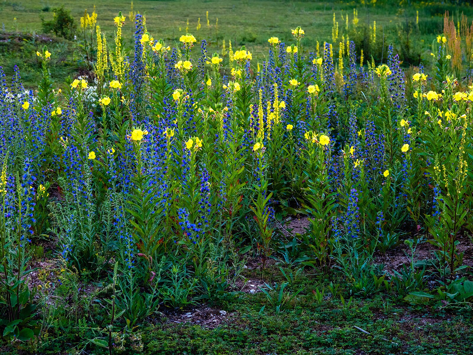 Field of flowers showing blue flowering plant and yellow flowering evening primrose (Oenothera biennis). 