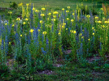 Field of flowers showing blue flowering plant and yellow flowering evening primrose (Oenothera biennis). 