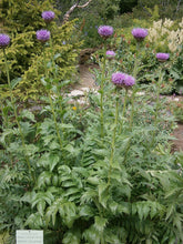 Leuzea carthamoides (Maral root) form with foliage and flowers