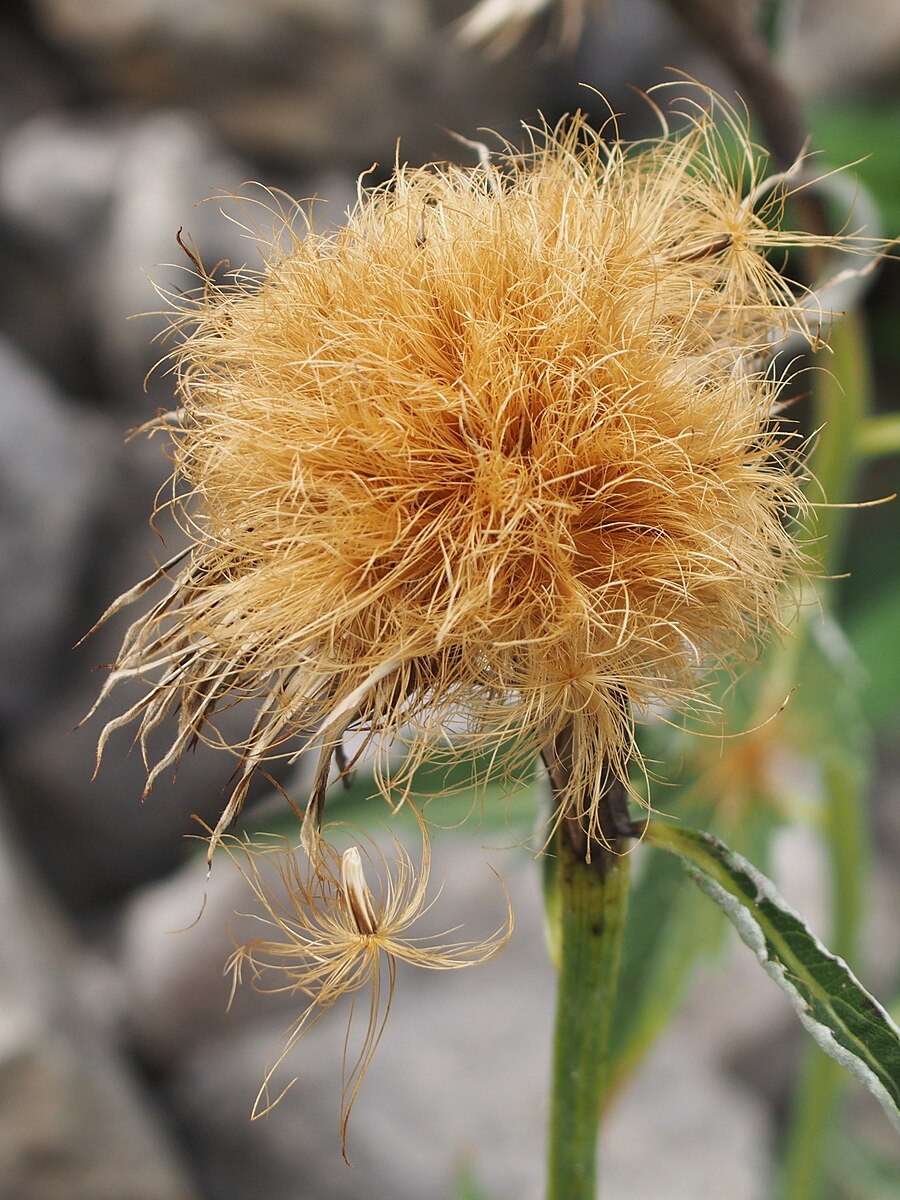 Leuzea carthamoides (Maral root) fluffy golden brown seedhead