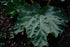 Culinary rhubarb foliage