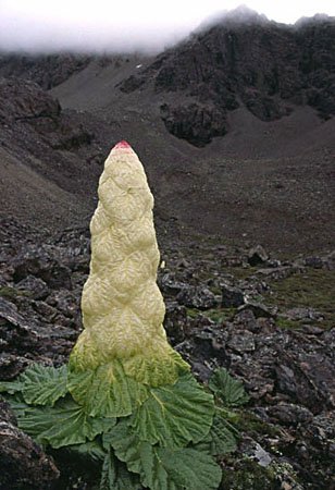 Rheum nobile (noble rhubarb) in natural setting