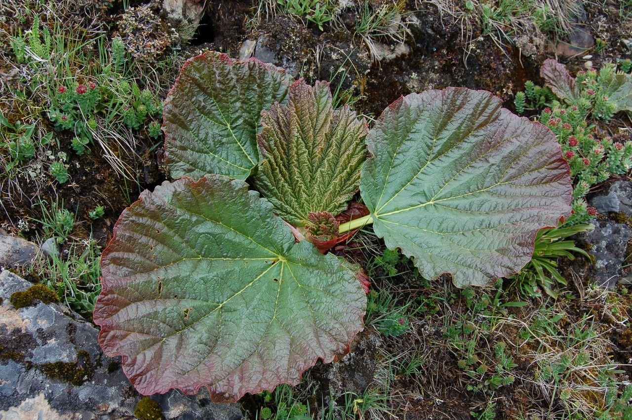 Rheum nobile (noble rhubarb) foliage