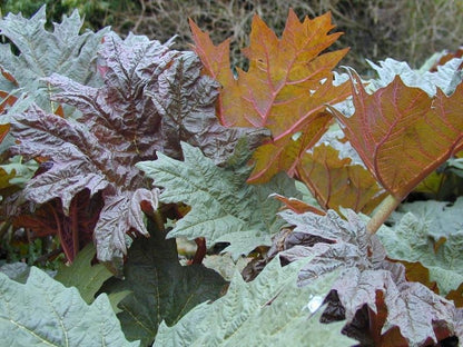Rheum palmatum var. tanguticum (Chinese rhubarb) colorful early spring foliage