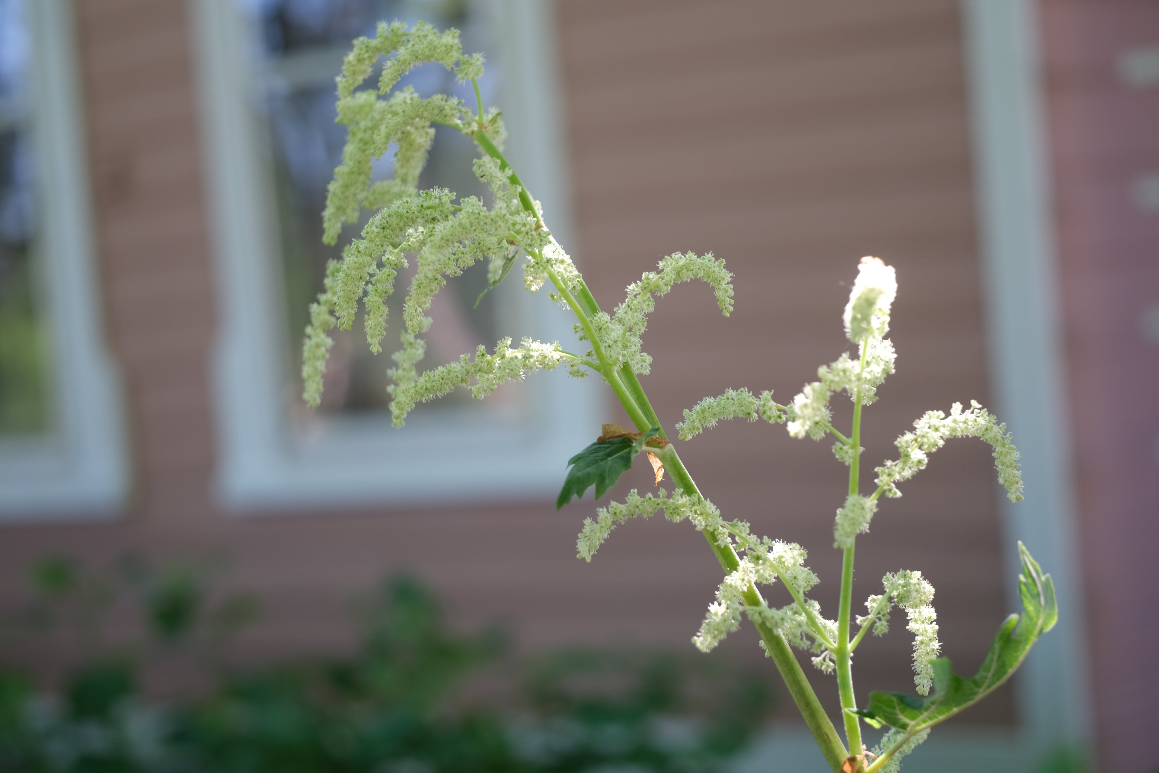 Close-up of creamy-white Rheum palmatum var tanguticum spring blooms with a blurred house exterior in the background