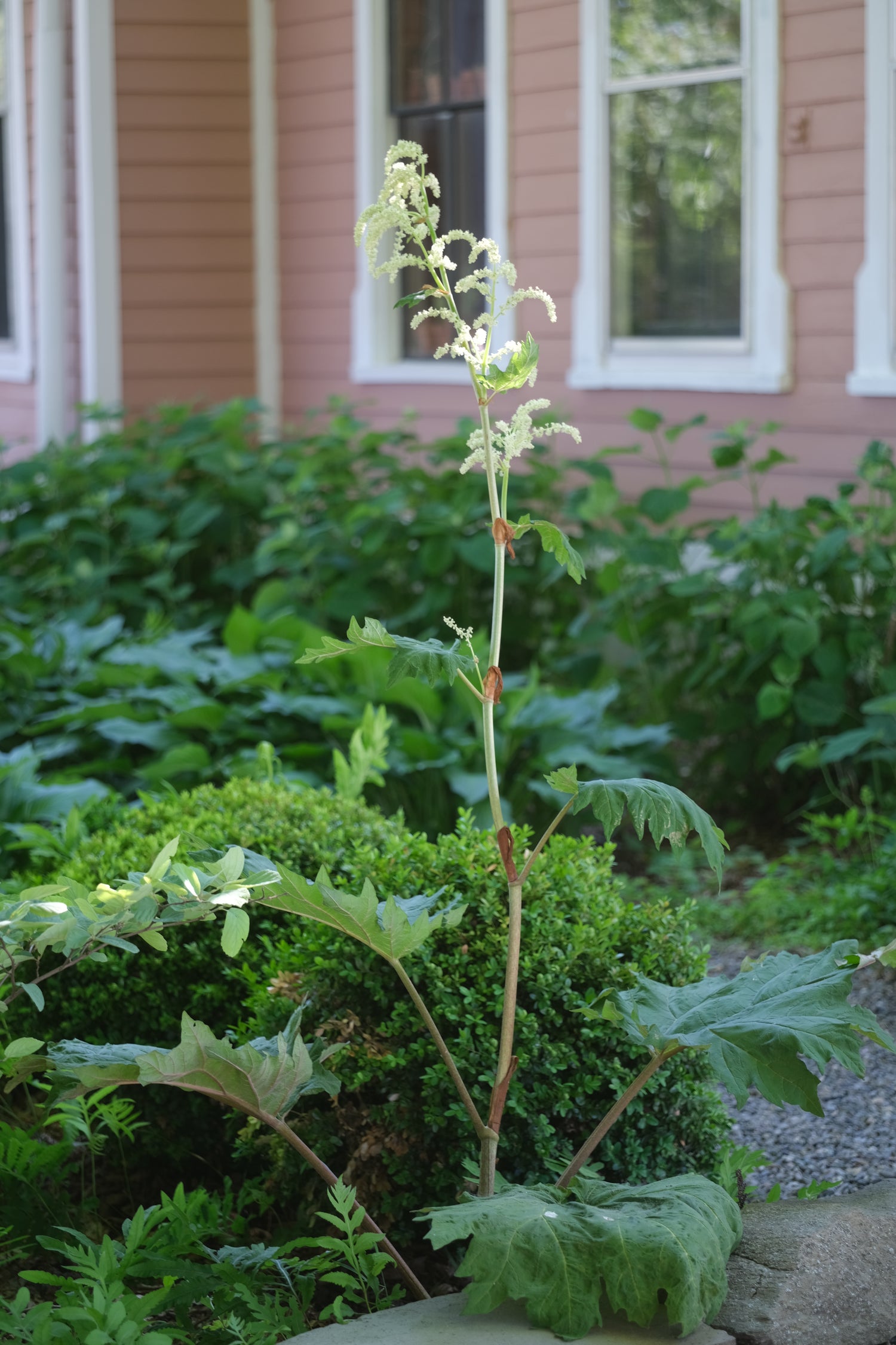 Close-up of Rheum palmatum var tanguticum blooming in the spring with a blurred house exterior in the background