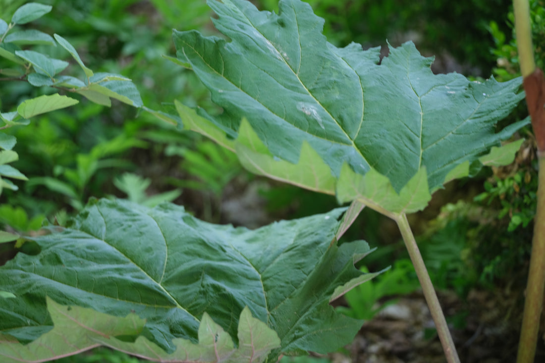 Close-up of large green Rheum palmatum var tanguitcum leaves with a blurred natural background