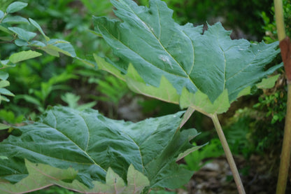 Close-up of large green Rheum palmatum var tanguitcum leaves with a blurred natural background