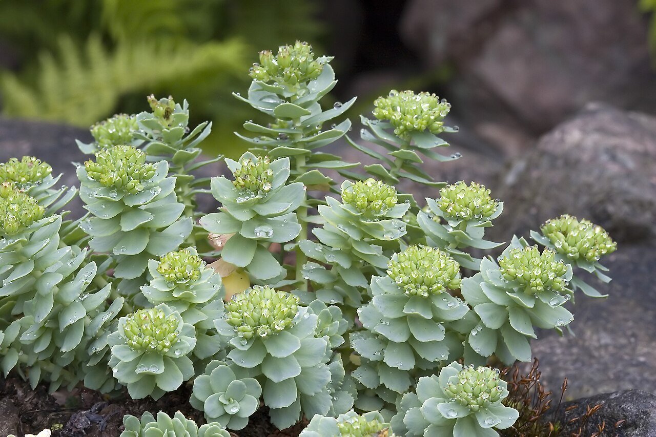 Rhodiola rosea (golden root) with buds