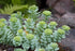 Rhodiola rosea (golden root) with buds