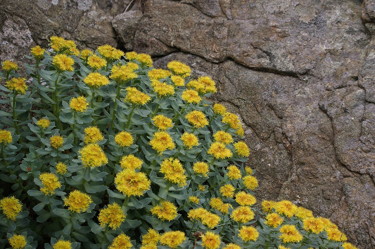 Rhodiola rosea (golden root) growing on rocks