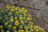 Rhodiola rosea (golden root) growing on rocks