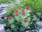 Rhodiola rosea (golden root) in bloom