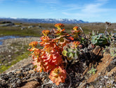 Rhodiola rosea (golden root) in its natural habitat