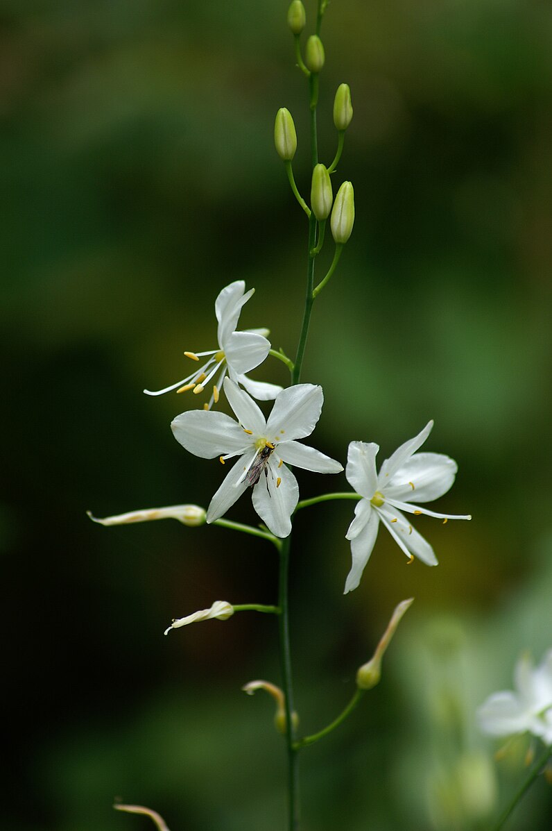 Anthericum liliago (St. Bernard&