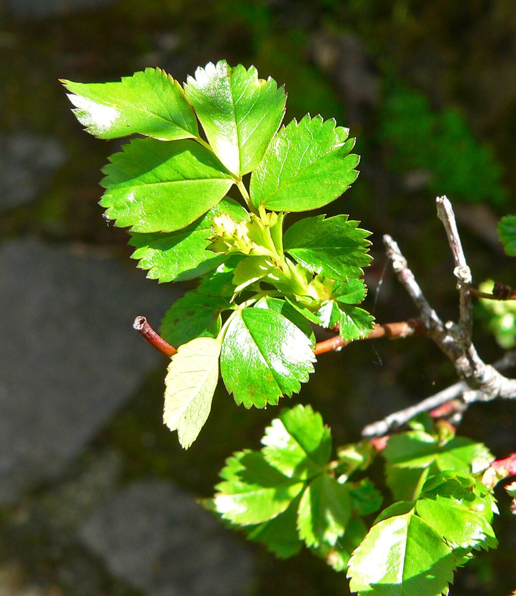 Close up of green Rosa pisocarpa, commonly known as swamp rose, foliage.