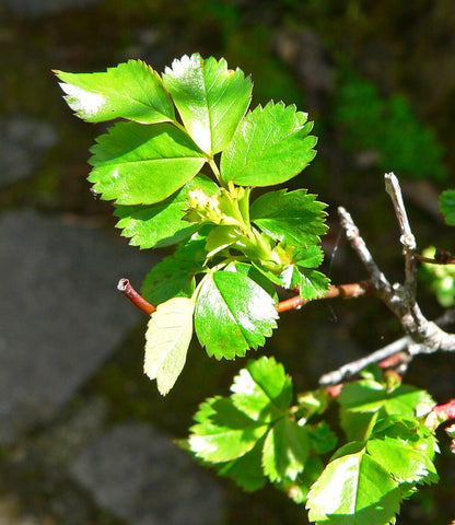 Close up of green Rosa pisocarpa, commonly known as swamp rose, foliage.