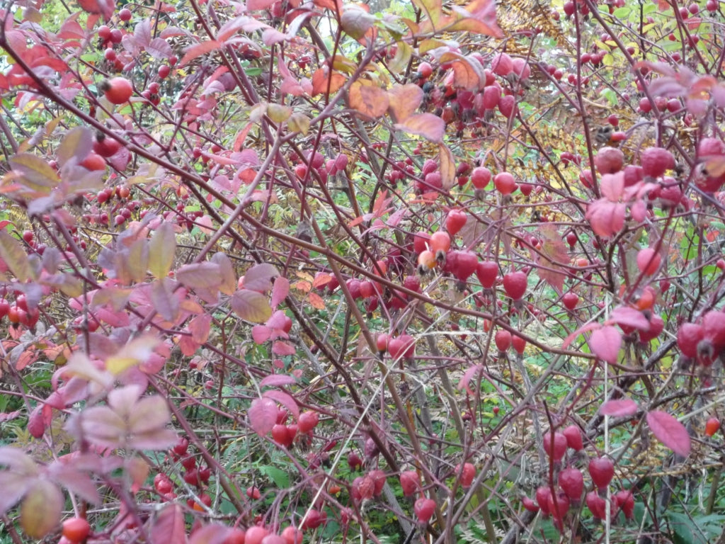 Rosa pisocarpa, commonly known as swamp rose, red foliage and red fruit hips in autumn.