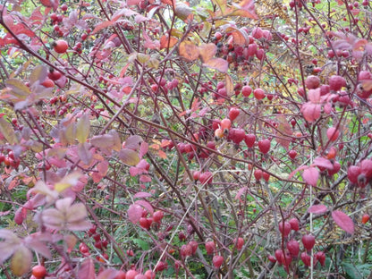 Rosa pisocarpa, commonly known as swamp rose, red foliage and red fruit hips in autumn.