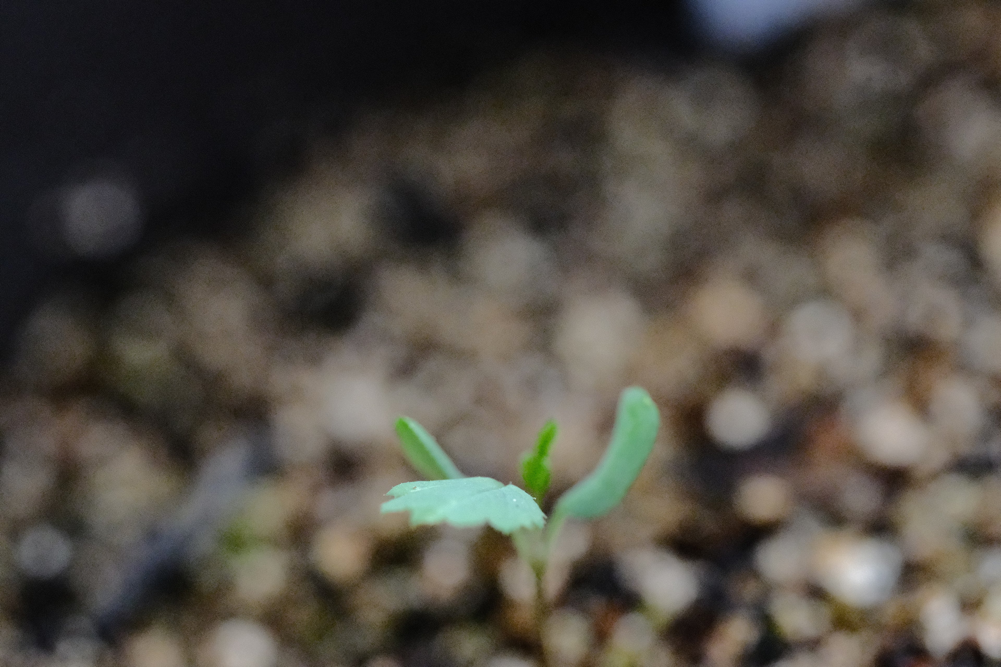 Rosa pisocarpa seedling at The Old Dairy Nursery