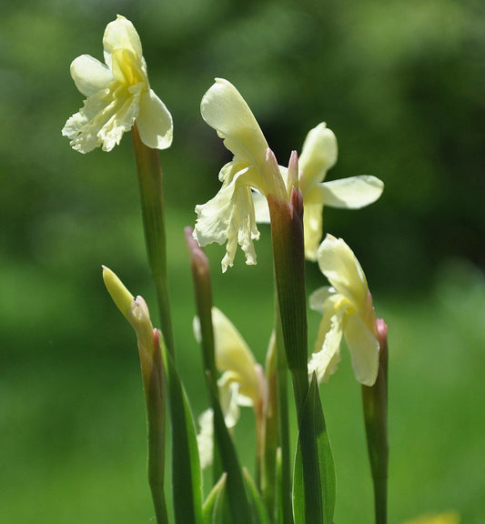 Roscoea cautleyoides