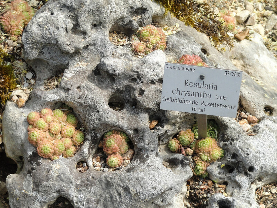 Prometheum chrysanthum in tufa