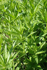 Close-up of green leafy Rubia tinctorum (madder) plants with a blurred background
