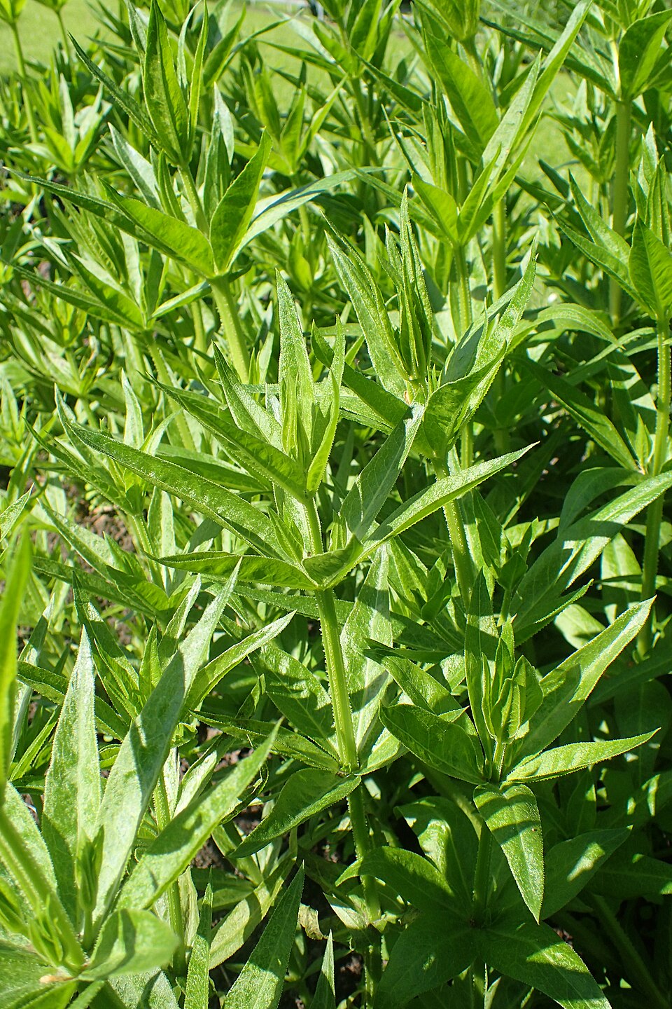 Close-up of green leafy Rubia tinctorum (madder) plants with a blurred background