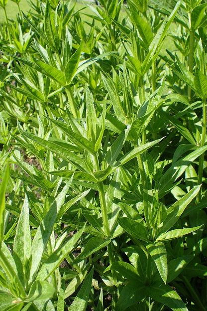Close-up of green leafy Rubia tinctorum (madder) plants with a blurred background