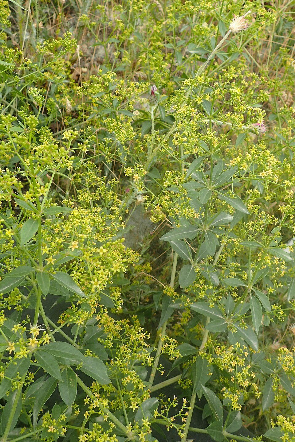 Close-up of green Rubia tincorum (madder) plants with small yellow flowers in a natural setting