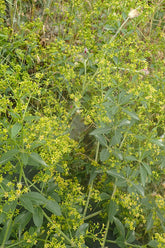 Close-up of green Rubia tincorum (madder) plants with small yellow flowers in a natural setting