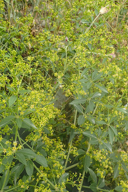 Close-up of green Rubia tincorum (madder) plants with small yellow flowers in a natural setting