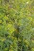 Close-up of green Rubia tincorum (madder) plants with small yellow flowers in a natural setting