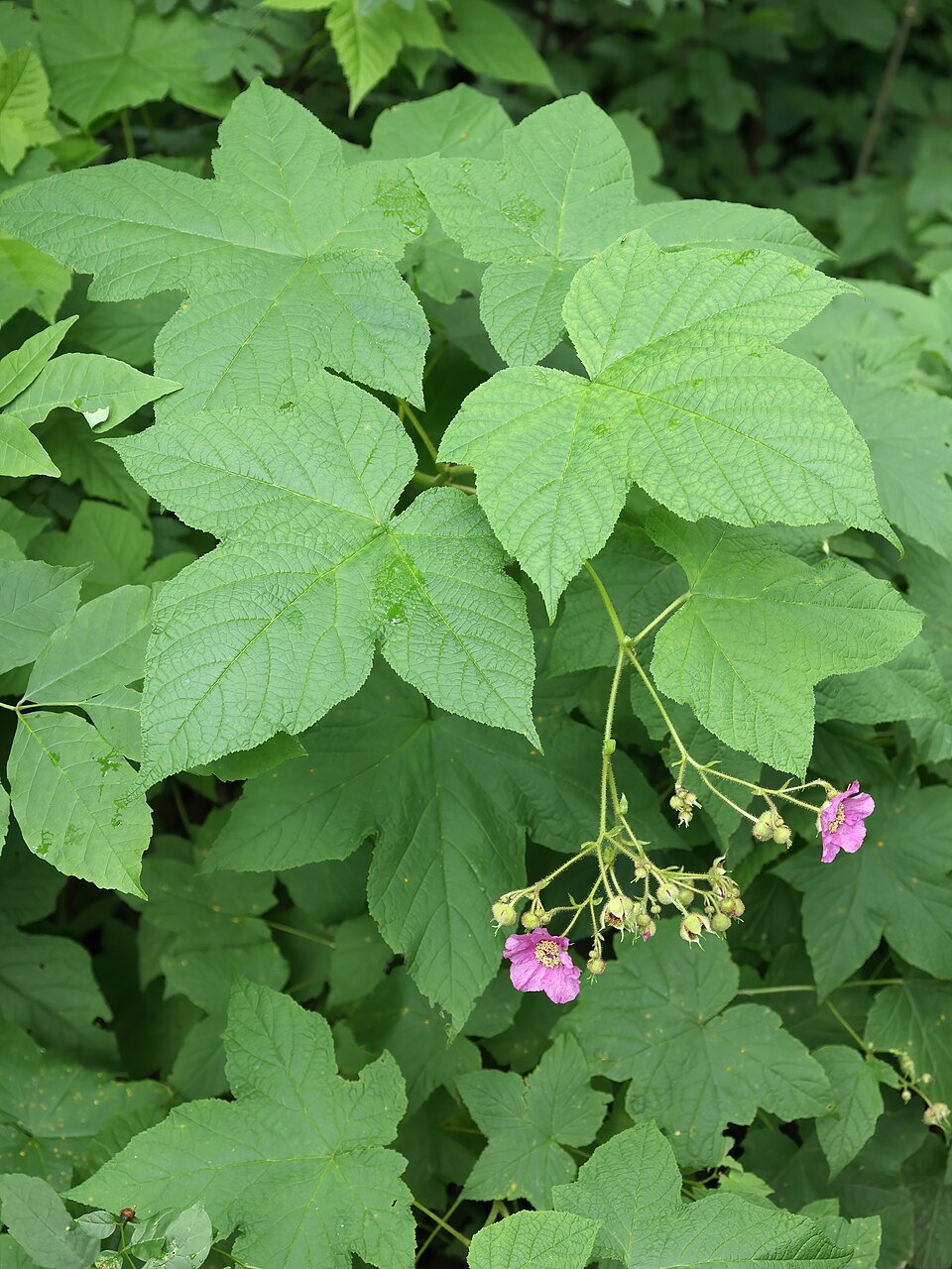 Green leaves of Rubus odoratus, commonly known as purple-flowered raspberry, with pink flowers in a forest setting