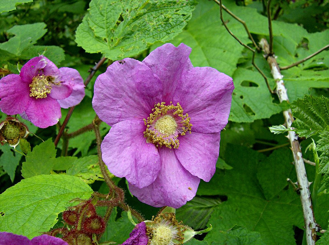Purple flowers of Rubus odoratus, commonly known as purple-flowered raspberry, with green leaves in the background
